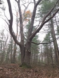 Hubbell Trail Scituate