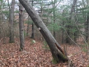 Hubbell Trail Scituate