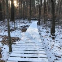 Cornhill Woodland