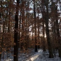 Cornhill Woodland