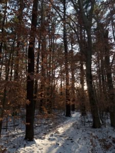 Corn Hill Woodland - Marshfield