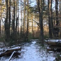 Cornhill Woodland