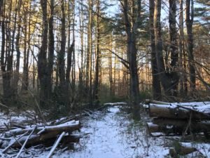 Corn Hill Woodland - Marshfield