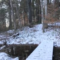 Cornhill Woodland