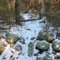 Cornhill Woodland