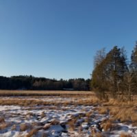 Cornhill Woodland