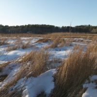 Cornhill Woodland