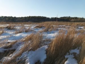 Corn Hill Woodland - Marshfield