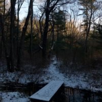 Cornhill Woodland
