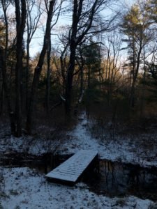 Corn Hill Woodland - Marshfield