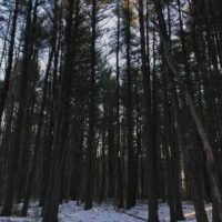 Cornhill Woodland