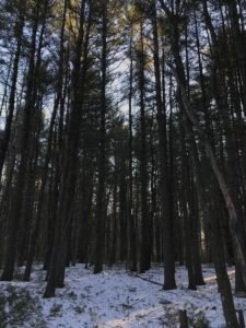 Corn Hill Woodland - Marshfield