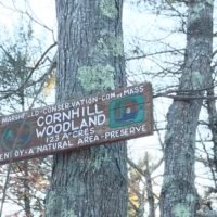 Cornhill Woodland