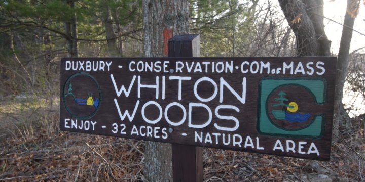 Whiton Woods / Duxbury