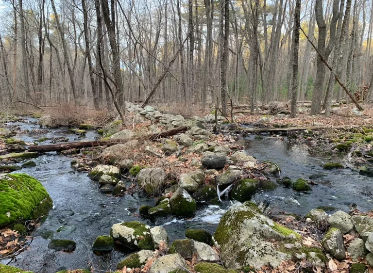 The Benefits of Forest Bathing